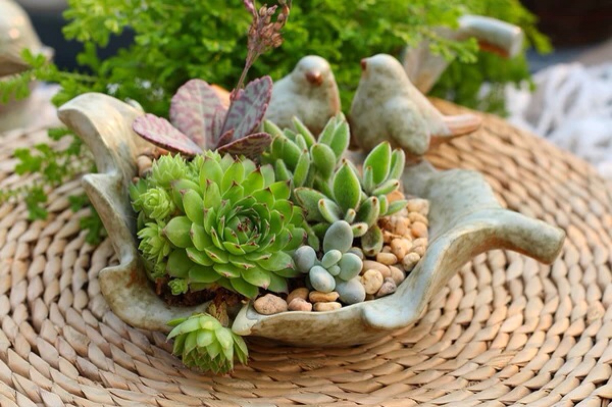 多肉长虫没有药怎么办,多肉长虫怎么治