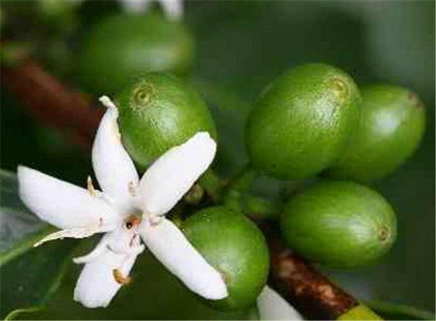 百种水果,100种果子大全