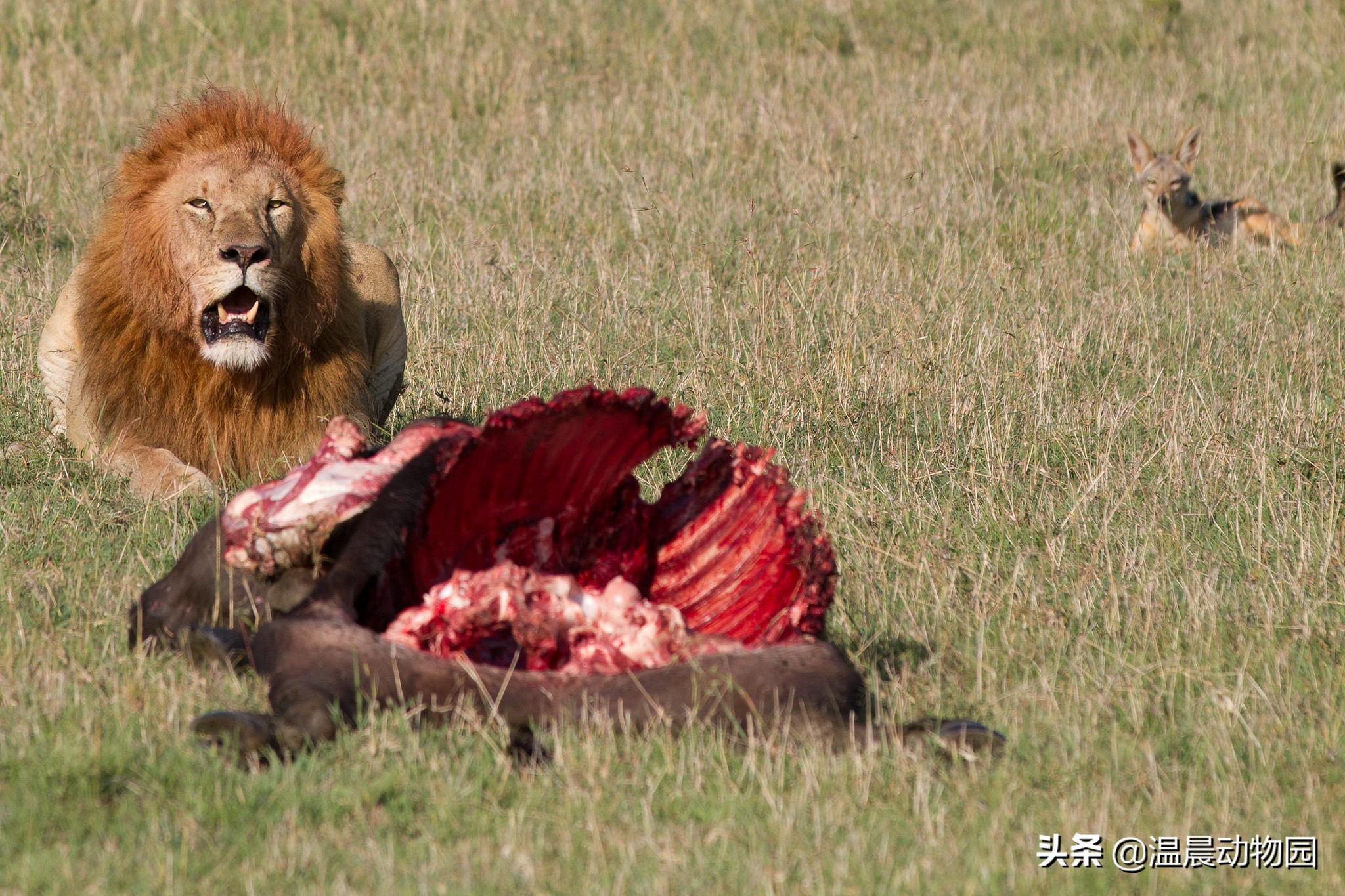 没事喜欢蹭吃蹭喝的黑背胡狼，凭借这三个原因成为非洲知名路人王
