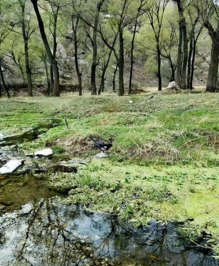 植物百科,植物百科视频