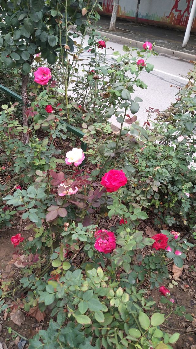 南阳李宁体育园的健身房,李宁体育园南阳