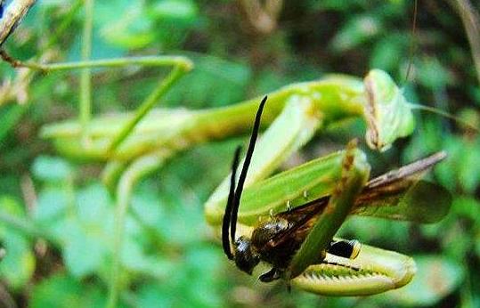 昆虫界的顶尖杀手,昆虫界的生存法则也残忍
