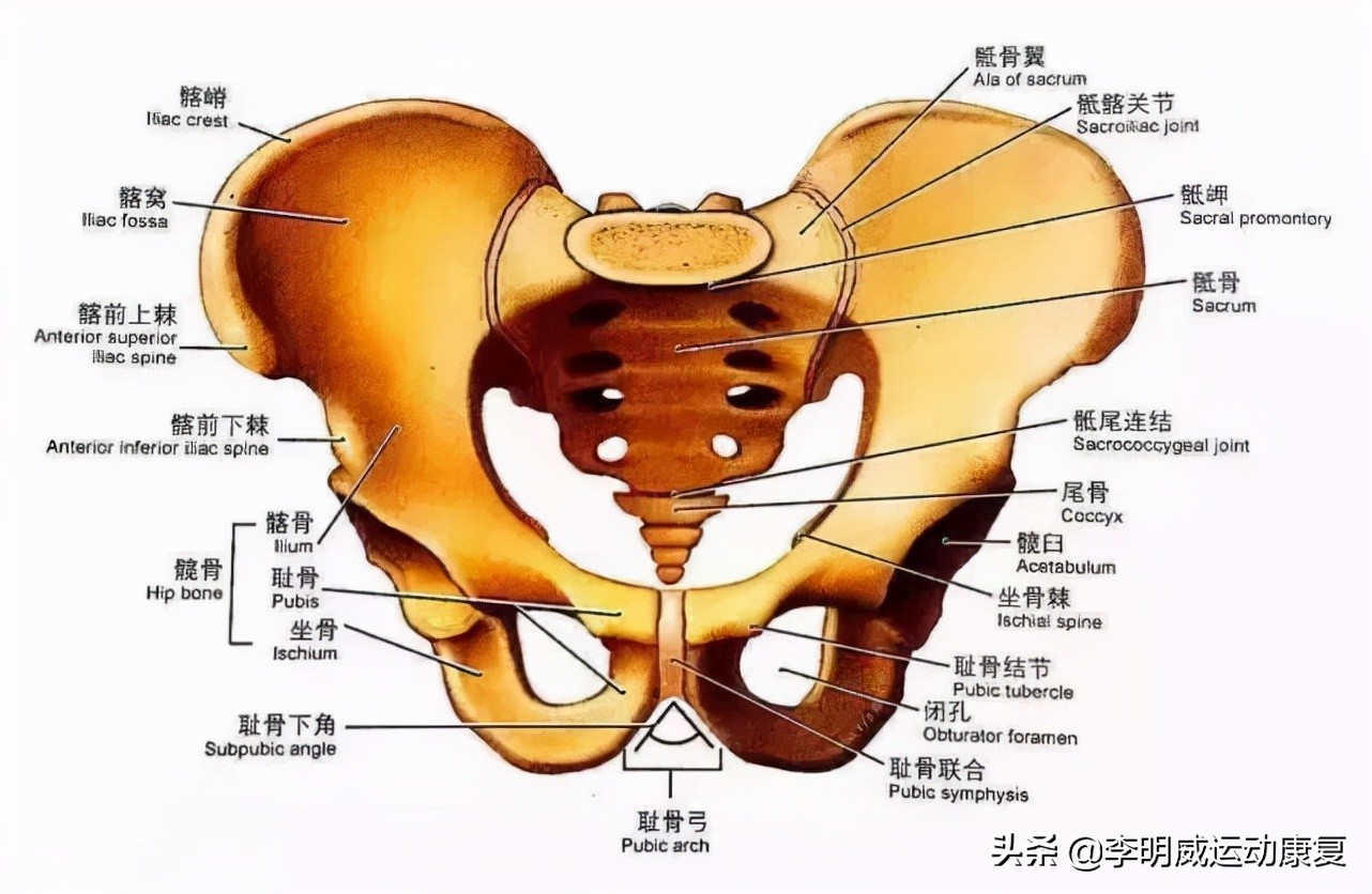 骨盆不正的危害动画视频,骨盆不正危害图片