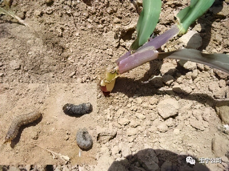 夏播玉米虫害图片大全,玉米虫害图谱高清大图