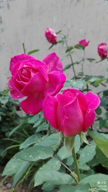 高五幸,高五幸简介