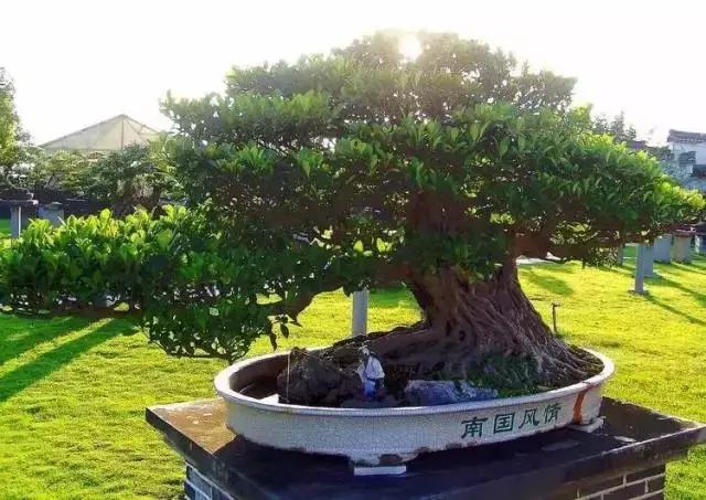 天价名贵药材,最贵的植物排行榜前十名