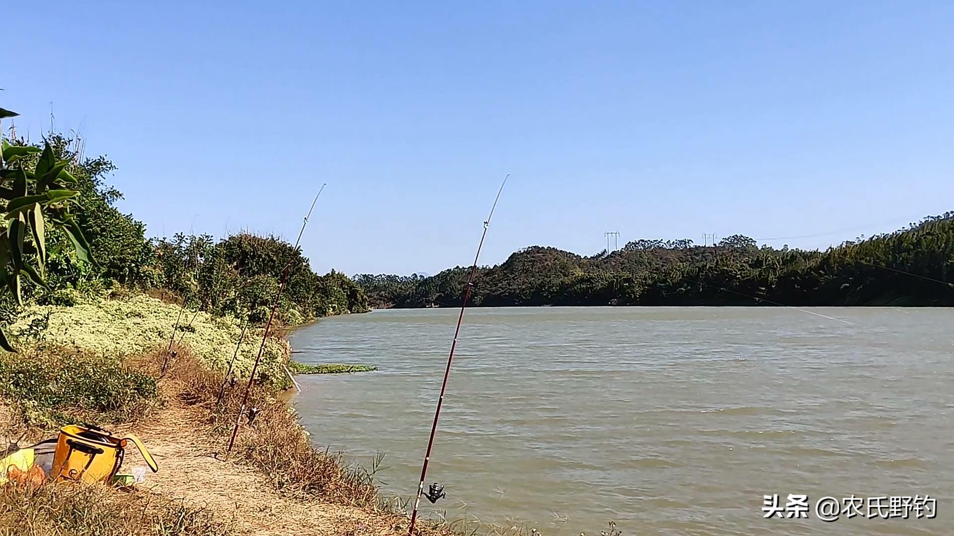 翻板钩用花生饼和豆饼哪个好,花生饼钓鲤鱼饵料制作方法