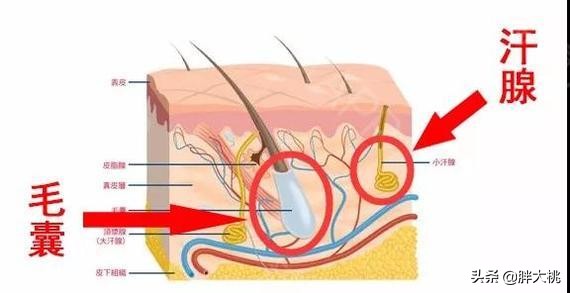 毛发越刮越粗？怎么脱毛让夏季不做“猕猴桃”女孩