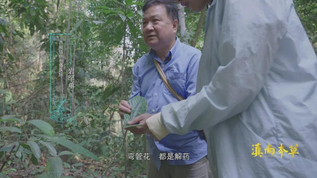 边睡觉边治疗、深山里的龙血树、形态各异的石斛，在这种独特的傣医药文化里还有更多的秘密