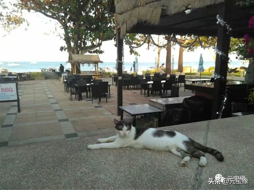 邓丽君在清迈住过的酒店,我住过酒店