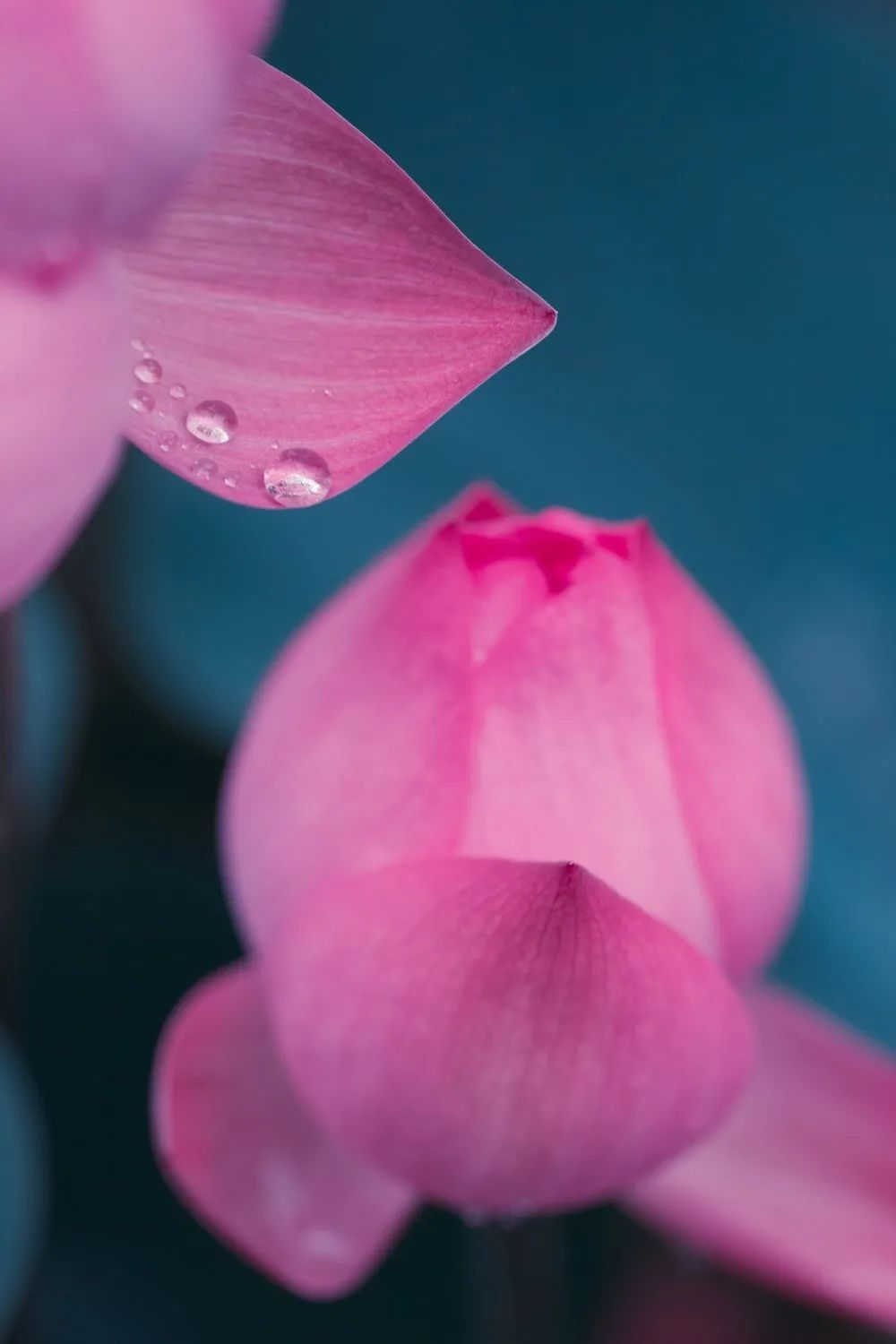 繁华过后一盏清茗也能品出百味,繁华之后静立于世