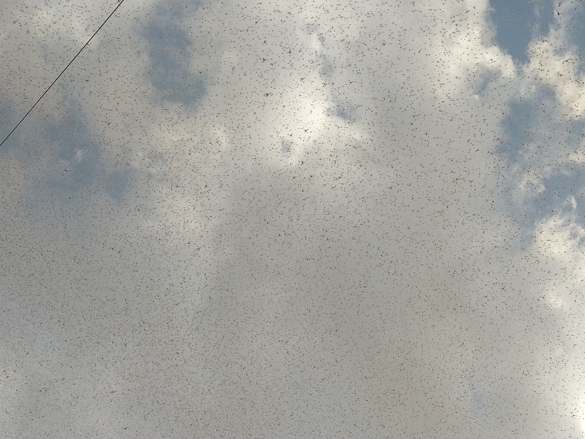 这次的蝗虫灾害为什么这么大,此次的蝗灾有多严重