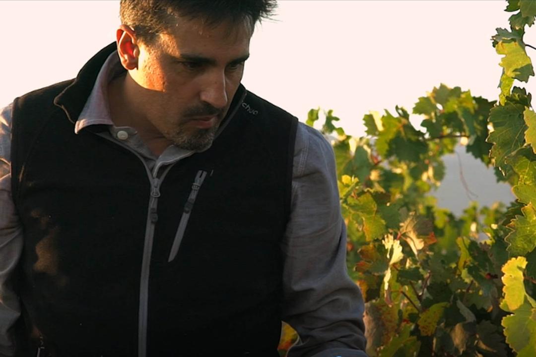 葡萄园真实体验,在葡萄园干活的原声视频