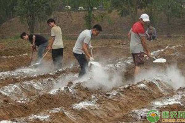 生石灰对土壤有什么作用和功效,生石灰在农业种植中的作用
