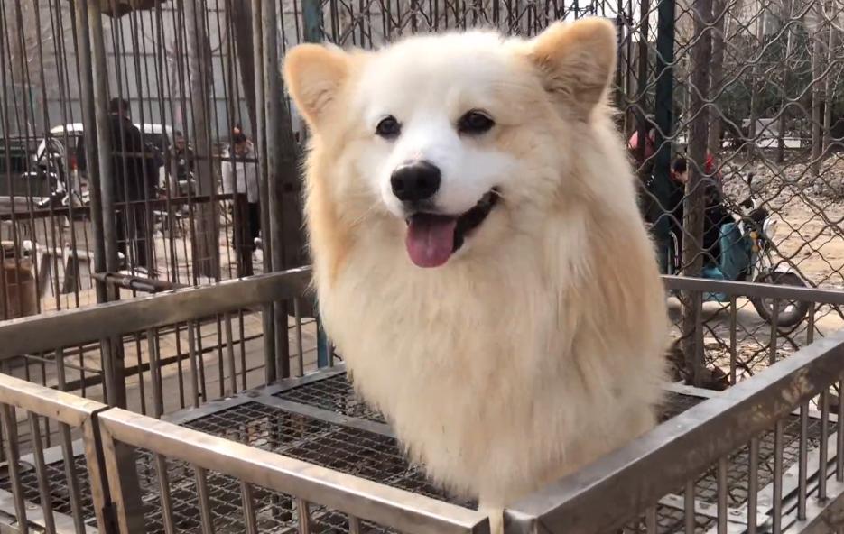 柯基杂交幼犬出售100元以下,河南柯基配种在哪里找配偶