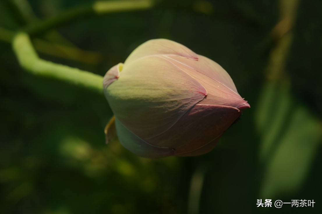 鲁西南方言杂谈-牙花