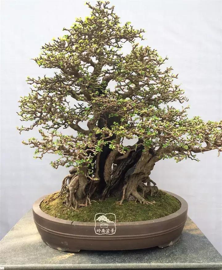 造型极美的盆景一起来欣赏,一组风吹出来的盆景欣赏动感十足