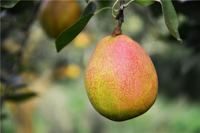 9月份云南有什么好吃水果,云南瓜果飘香有你最爱的吗