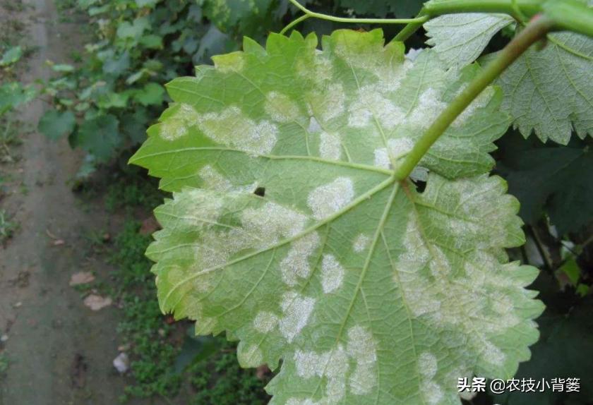 症状相似的*粉白**病和霜霉病常发生、易混淆,如何辨别?如何防治?