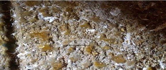 鸡霉菌的症状及治疗方法,霉菌造成的鸡病怎么治疗