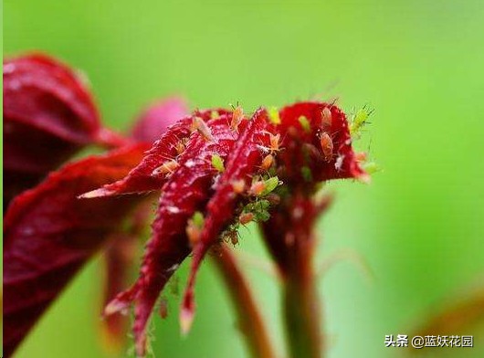 月季花苞上有蚜虫要如何处理,月季生蚜虫怎么处理