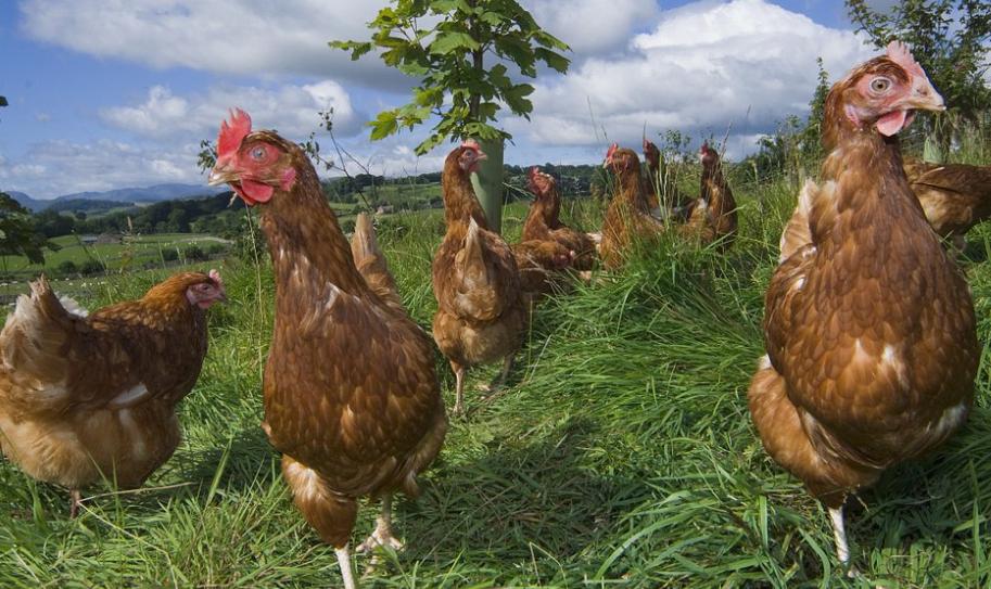 鸡球虫和腺肌胃炎应该先治疗哪个,小雏鸡腺肌胃炎吃什么药