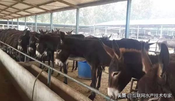 室内养殖最挣钱的项目,现在农村养殖什么最赚钱