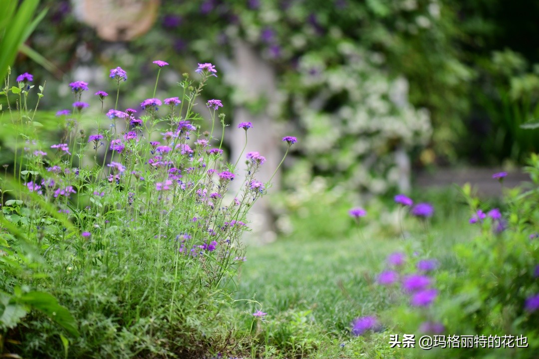 徒长花草怎样处理,徒长的树木怎么处理