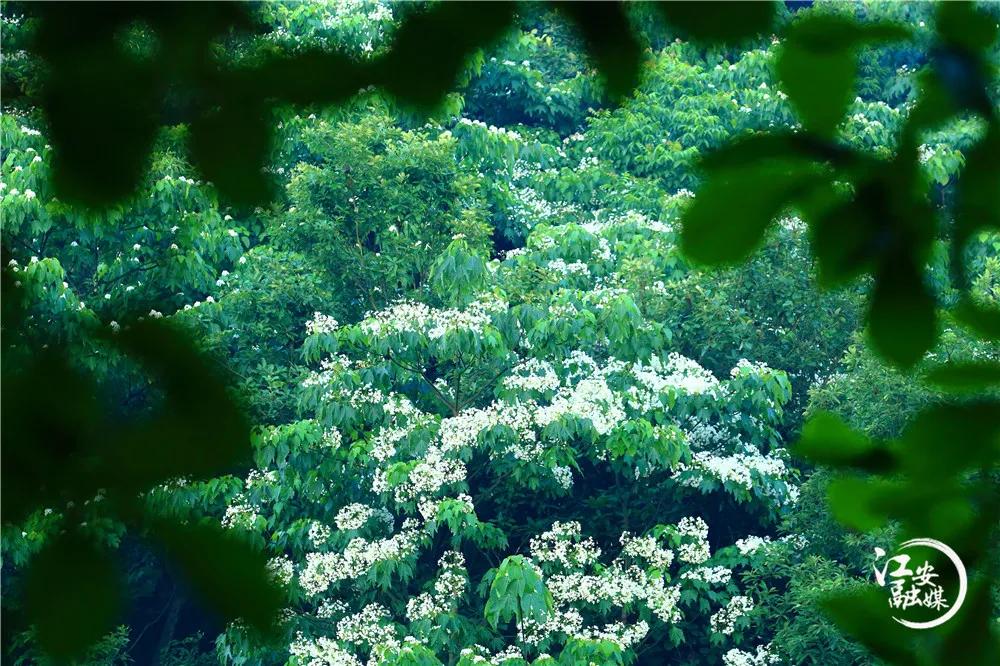 江安县怡乐镇第二届“千年桐万亩花”摄影大赛开赛了