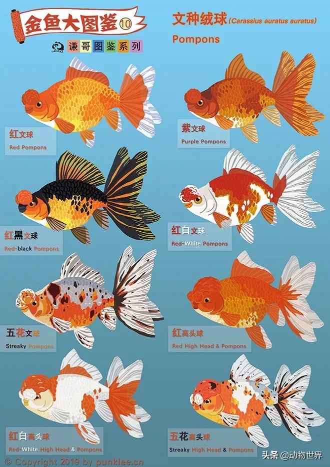 绒球金鱼品种图解,金鱼的品种图片大全大图