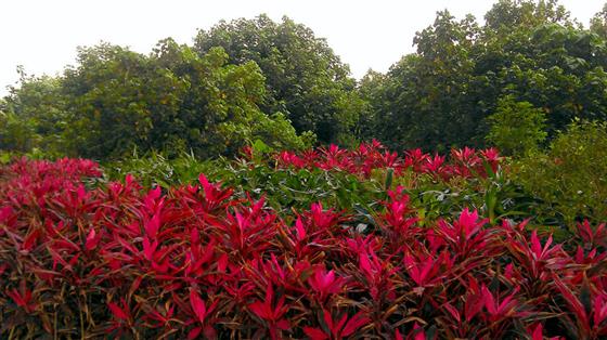湛江坡头沿海花园,湛江海湾大桥东岸
