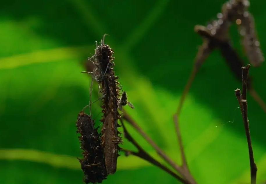 捕鸟树“杀鸟为乐”,忘记传播种子,被进化带偏的物种有多可怕?
