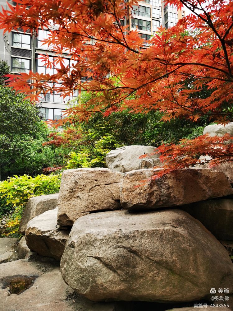 高新枫林华府住房,高新枫林华府小区评测