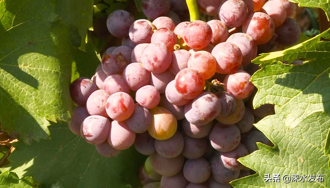 鐖卞績鍔╁啘鑻规灉鏂伴矞閲囨憳,鐖卞績浼佷笟鍔╅攢钁¤悇