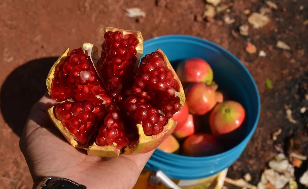 吃石榴不吐皮,吃石榴不吐籽的石榴