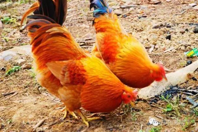 怎么样才能知道土鸡是什么样的,如何知道土鸡缺少什么营养