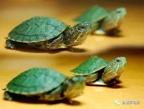 每周一龟｜致敬巴神，物美价廉的普通彩龟