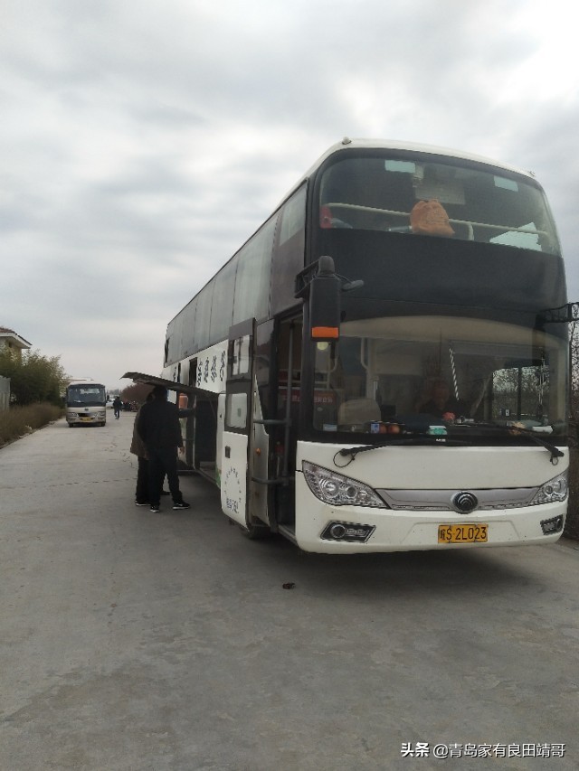 脱毒阳光玫瑰葡萄苗,阳光玫瑰特级苗