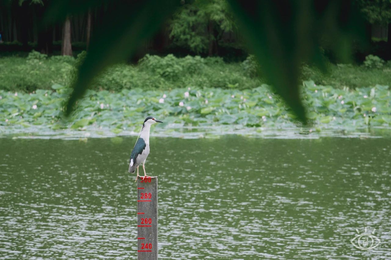 深圳洪湖公园7月18号还有荷花吗,深圳洪湖公园现在有荷花开吗