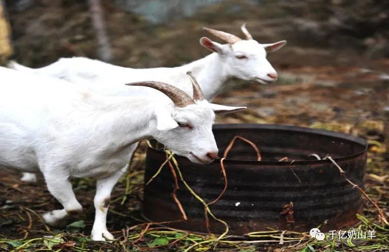 巴氏杆菌病防治视频,微课堂预防接种