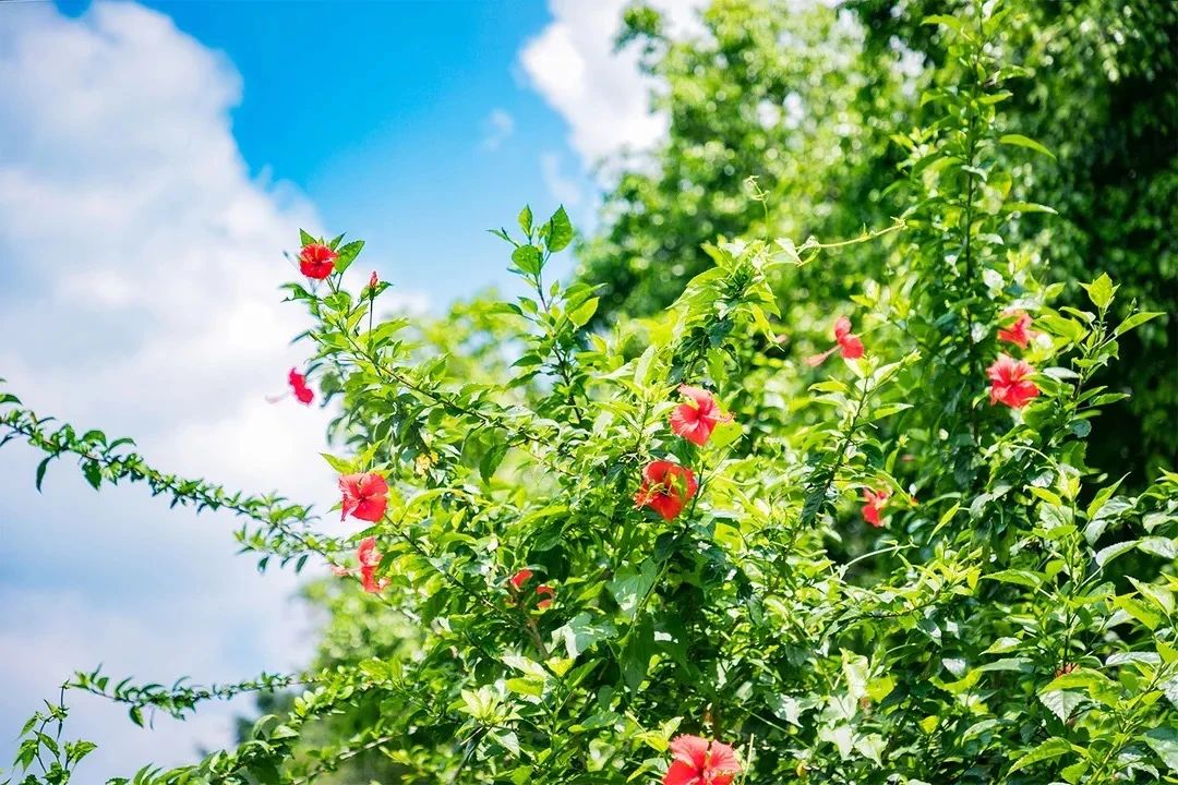 2021深圳免费适合遛娃玩地方排名,深圳免费游玩景点推荐