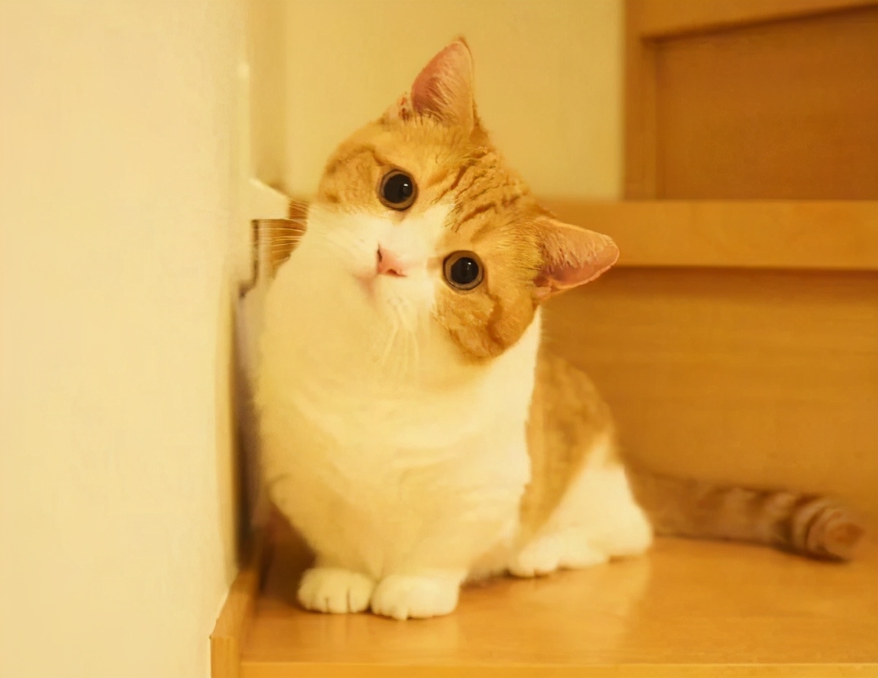 最“听话”的6种猫咪，主人说“东”绝不会往“西”