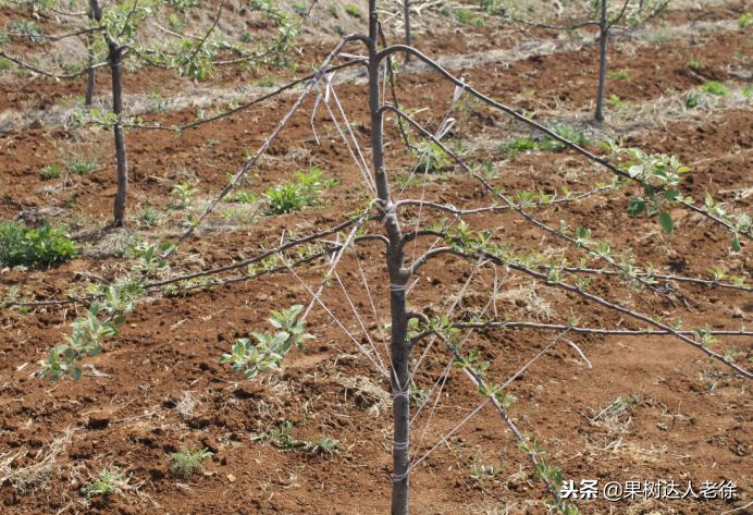 图说果树,自由纺锤形果树整形修剪视频