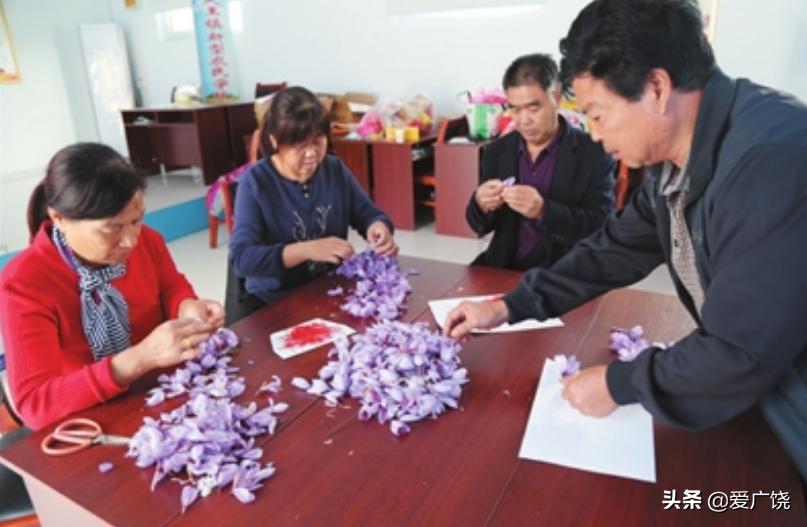 广饶县藏红花种植,广饶县藏红花