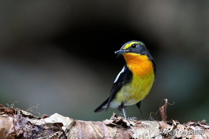 鸟的拍摄技巧和手法,摄影拍摄鸟的技巧