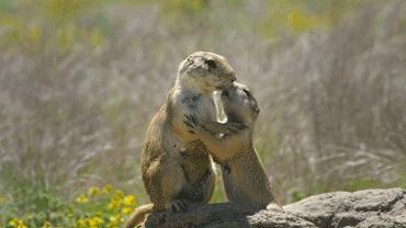 bbc纪录片揭露残忍人类对待动物,bbc动物纪录片造假事件