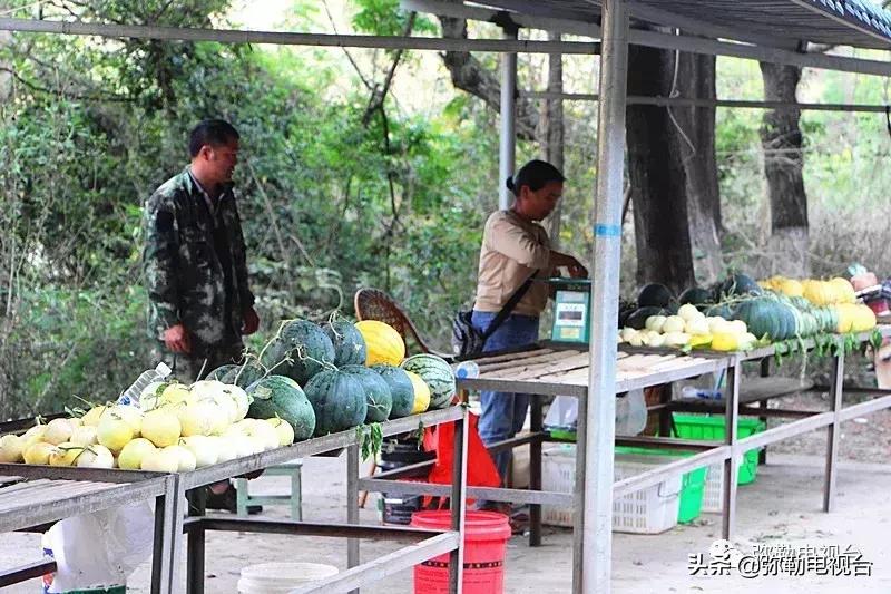 弥勒千亩西瓜熟了！黄心瓜、红心瓜、小香瓜…你喜欢哪种？