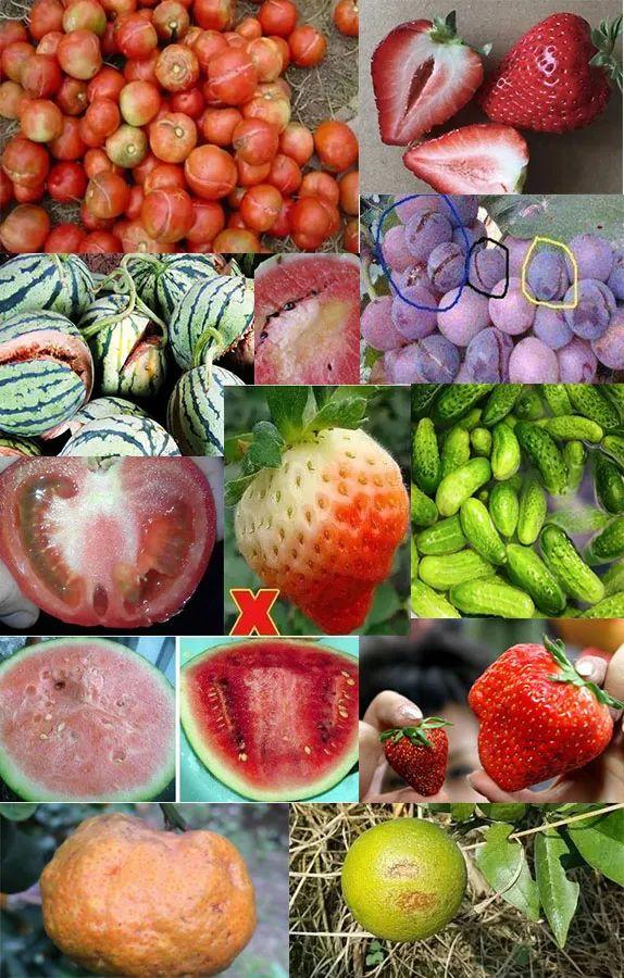 葡萄上色哪种最好,葡萄需要上色的有哪些品种