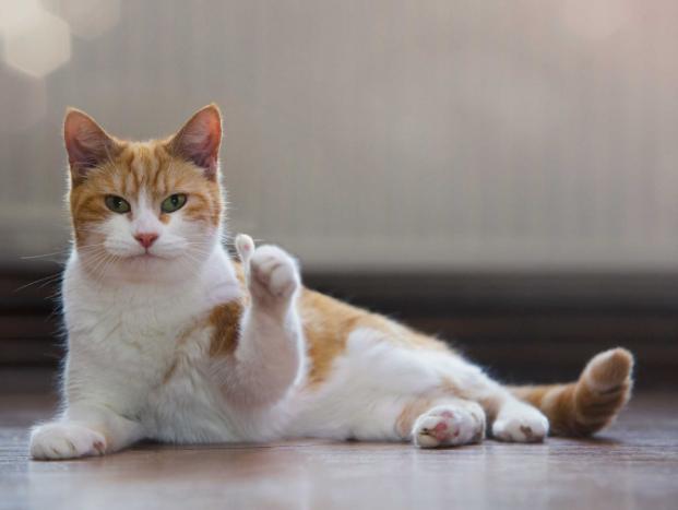 猫咪打441怎么才能不反抗,猫咪不喜欢主人亲近但是不反抗