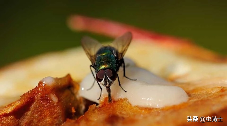 自然科普：昆虫也会生病，没想到有自我隔离、主动吃药的“医技”